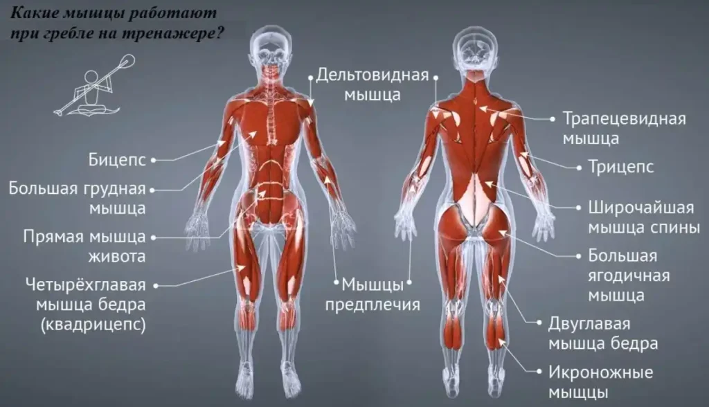 Тренажер гребля мышц