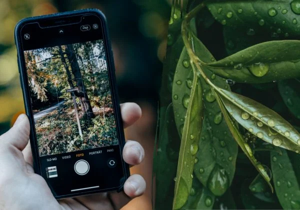 Магічний ефект за 24 години: навіщо досвідчені люди ховають лавровий лист під чохол телефона та як це працює