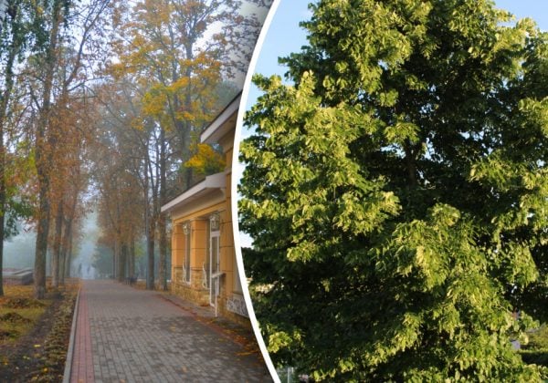 Небезпечне сусідство: які дерева не можна садити біля дому згідно з наукою та народними прикметами